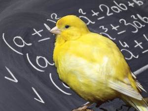 canary and math